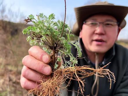 大自然的馈赠,开春第一口野菜,正月入药二月是食材 #又到了春天吃野菜的季节 #茵陈 #创作者扶持计划 #记录真实生活
