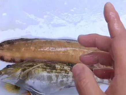 有没有钓友和我讲讲,1.9两的黄鱼棒子多钱?#海钓 #大泷六线鱼