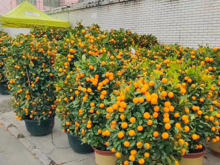 一年一度迎春花市开启,年宵花陆续上市,你们准备好了吗? #绿植#年宵花#年桔#三角梅#阳仔爱种花