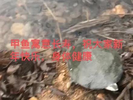 甲鱼寓义长寿,祝大家新年快乐,身体健康万事如意,武汉,加油!湖北,加油!