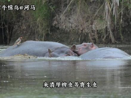 并非互利共生?揭秘牛椋鸟的“吸血鬼”阴暗面【坦桑尼亚】 坦桑尼亚Safari有意思的事情特别多,素材也整理起来比较头疼,但牛椋鸟的出现,几乎贯穿了自己从塔兰吉雷、到塞伦盖蒂再到恩戈罗恩戈罗火山口的全部行程。
在非洲的广阔的稀树平原,基本能见到食草动物/哺乳动物的地方,稍微仔细查看就会有牛椋鸟的身影,他们会出现在瞪羚,黑斑羚,长颈鹿,非洲水牛,河马甚至黑犀牛的身上。
这是一个对我来说非常有趣的现象,因为毕竟受限于欧亚大陆的我,平时观鸟都是去天上找,去田地里找,去树林间找,去海边的湿地上找,而这一次,想”观鸟“的我却把视线投射到了这些大块体积的哺乳动物们身上——何尝不是一个新奇的观鸟体验呢?
我甚至和妻子开玩笑,我甚至愿意在塞伦盖蒂一天什么也不做,只拍牛椋鸟就足够有意思,这些大自然的精灵真是有趣又聪明。
#坦桑尼亚 #观鸟 #野生动物 #Safari #人间观察计划