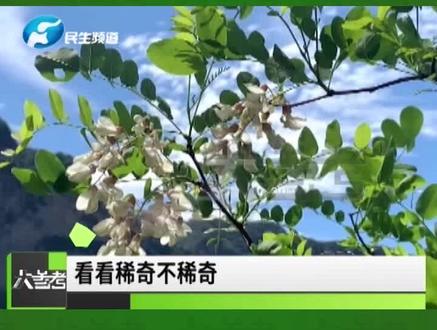 河南巩义,梨树、槐树八月竞相开放,为何秋天迎来第二春?