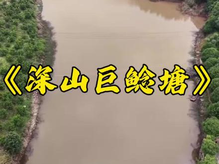 花26800元包下深山巨鲶塘,看里面的鱼到底有多大! #小飞哥 #鱼塘 #抓鱼 #鲶鱼
