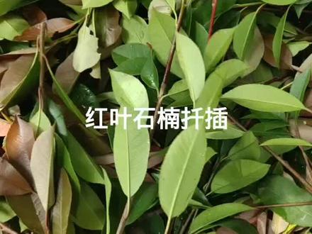 红叶石楠扦插#绣球 #扦插 #花草田园 #农业种植 #树苗 #园艺