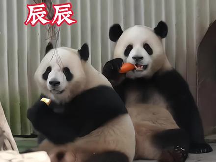星辰回应打招呼。#大熊猫 #大熊猫星星 #大熊猫辰辰 #大熊猫星星辰辰 #大熊猫花花