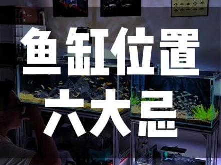 鱼缸位置六大忌 #养鱼 #养鱼日记 #水族