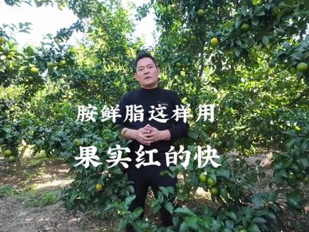 胺鲜酯这样用,柑橘转色快!