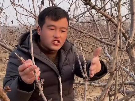 大樱桃树修剪你学会了吗#车厘子树苗#大樱桃苗#樱桃苗