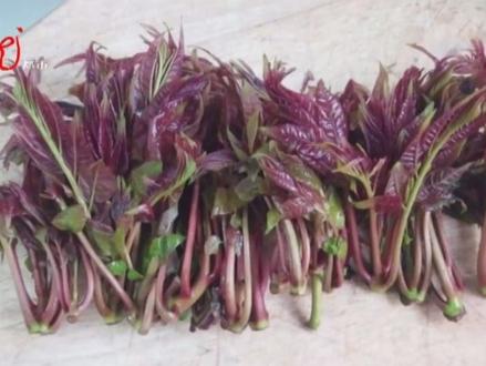 误食野菜 频出意外 @抖音小助手