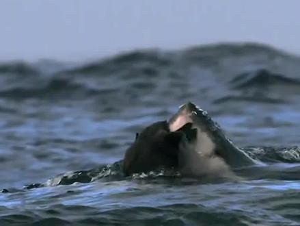 海洋霸主鲨鱼为什么不吃海豚呢? #涨知识 #抖出新知识 #海豚 #鲨鱼