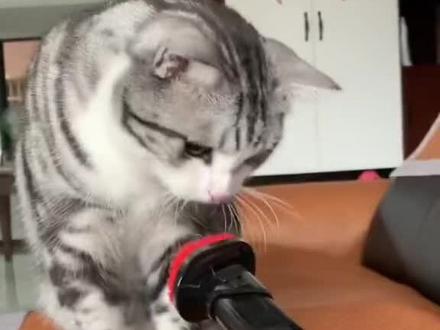 见识过无敌喵喵拳吗?