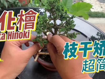 石化檜盆栽养成系列|素材枝条矫正、树干拉直|小芸解说 #石化桧盆景 #石化桧修剪 #盆景养护技巧 #上热门
