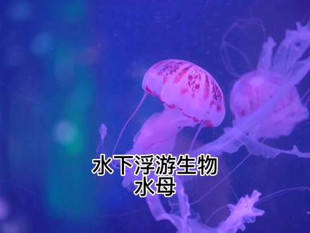 梦幻的海底死后变成水的水母精灵