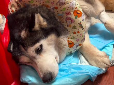 没有母爱总冻干唤醒母爱!😂 #母爱 #哈士奇