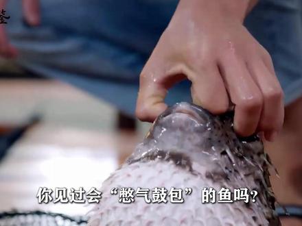 虽然外观呆萌,但它的鲜味,像是一首娓娓道来的诗需要你细细品尝 #地方美食 #海南美食 #青年创作者成长计划 #刺豚 #气鼓鱼粥