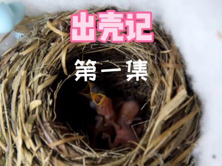 #黄腾鸟 #哺育幼鸟 出壳了没想到这么快吧,4号出的今天才更新,这几天忙着做饲料