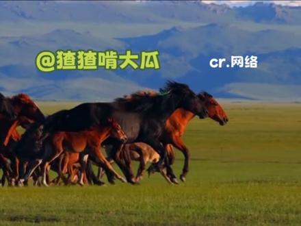 不绑马腿?今天新疆明天丽江 #马 #动物 #新疆 #搞笑