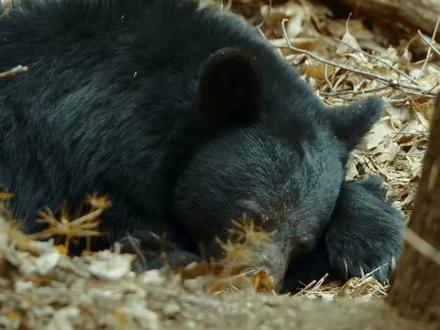 美洲黑熊的冬眠习性堪称医学界的奇迹#动物世界 #冬眠