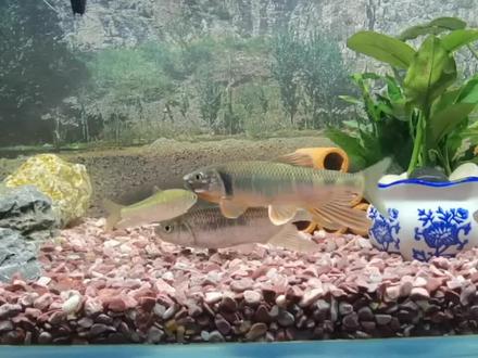 宽鳍鱲产卵孵化小鱼。#原生鱼