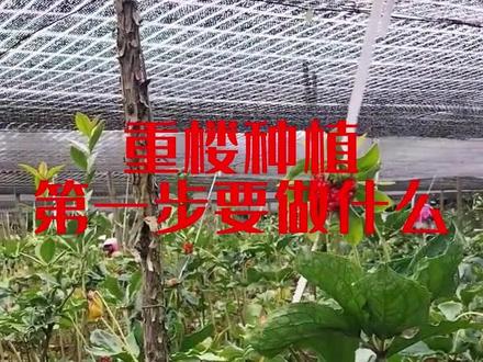 重楼可不可以种植#重楼种植 #荒地种植 #三农计划2022