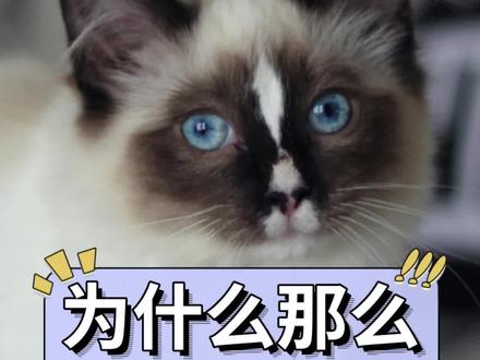 “重点色”布偶猫少人养的原因,最后一点劝退很多人!#布偶猫 #宠率猫粮 #重点色布偶猫 #宠物知识 #萌宠