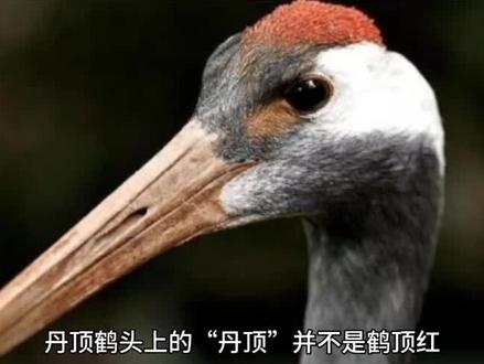 #热门 丹顶鹤头上真的有鹤顶红吗?