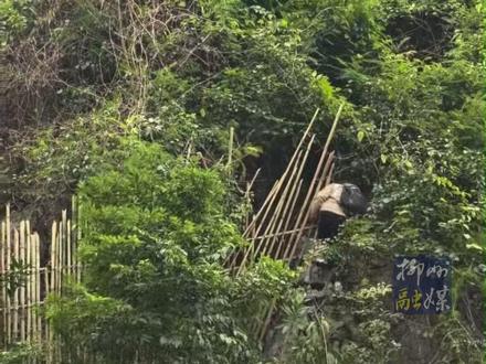 围栏都修那么高了,就不要翻了嘛,危险!