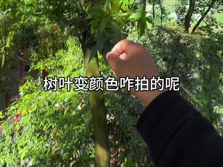 这个再学不废,就再多学学.#技术流运镜 #教程