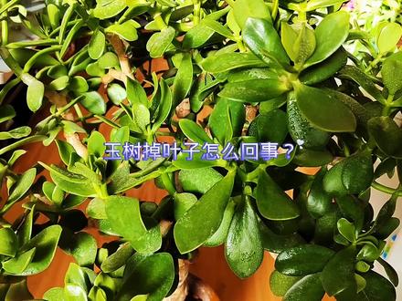 玉树掉叶子怎么回事? #玉树 #养花