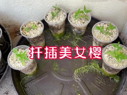 扦插的美女樱都成活了,格格妈把小苗直接地栽了