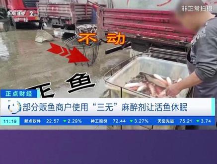部分贩鱼商户使用“三无”麻醉剂让活鱼休眠
