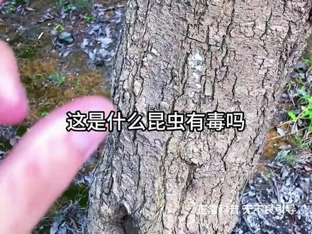 来看看这些昆虫你见过几种,在你的家乡它叫什么? 潇潇万物每天与你趣味科普
#科普一下 #科普知识 #昆虫 #涨知识科普 #昆虫世界