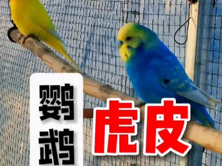 利用虎皮鹦鹉的公母异形秒分公母,新手小白也能轻松掌握,成功率百分之95以上#鹦鹉 #手养鹦鹉 #铲屎官的乐趣 #神奇动物在抖音 #萌宠出道计划