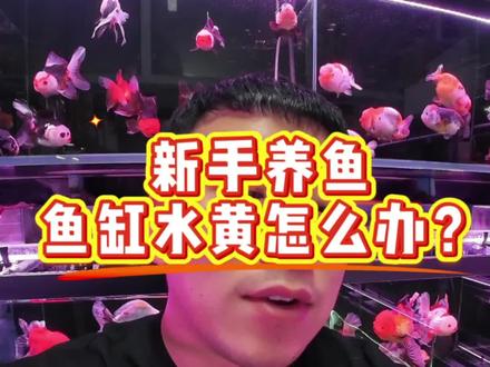 新手必看:鱼缸黄水怎么回事?怎么根治?#夫妻开店日常#新手养鱼#新手避坑#实体店#鱼缸黄水