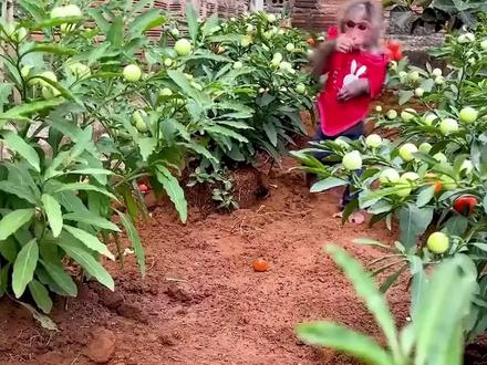 小猴子摘完水果,跑回家制作冰激凌!太可爱了!#小猴子 #猴子#猴子成精#小猴 #冰激凌 #冰激凌 #水果 #萌宠 #宠物 #小动物 #果园 #可爱 #可爱到爆炸💥 #呆萌可爱@DOU+小助手