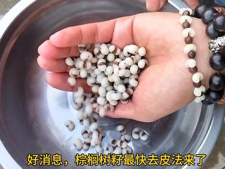 教大家给棕榈树籽快速去皮,快去做一条属于你的棕榈树籽手串吧#棕榈树籽手串 #金佛草菩提手串 #文玩手串 #手工diy #绿化带文玩 #解压 #万物皆可盘