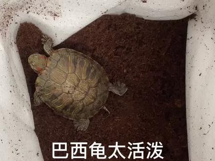 #巴西龟 一天到晚在龟缸里爬个不停,今天开了晒背灯,他俩也不去晒了