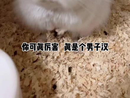 真是个男子汉 哈哈哈#萌宠 #龙猫 #萌宠出道计划