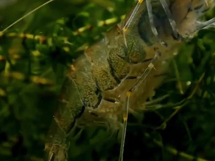 <第2/3集>小河虾的养殖奥秘,为它们打造五星级的家#纪录片充电计划