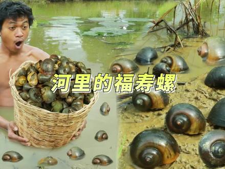 福寿螺泛滥成灾,小伙捡了几十斤做大餐,一口一个太香了#真实户外 #福寿螺 #户外美食 #我的乡村生活