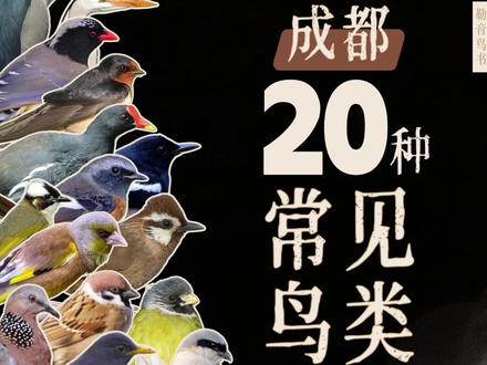成都常见鸟类合集#观鸟 #成都观鸟 #鸟类图鉴 #鸟类科普 #鸟叫声