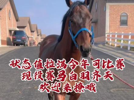 目前性价比最高的马,可打比赛可做种公,成绩和状态全部拉🈵️。30个W欢迎来撩 #种公马 #玉龙马业