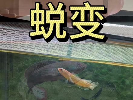 这是我一年前买的鱼苗,如今,今非昔比#雷龙鱼 #养鱼日记 #血脉觉醒 #养鱼人