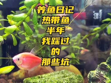 食用油加热温度多少合适 c51d47551f6b3614e1efd5f6967e9235~tplv-dy-resize-origshort-autoq-75:330.jpeg?x-expires=2007493200&x-signature=kT9h%2B3Uv1bdm7aaRN8KAX3ZAzpQ%3D&from=3213915784&s=PackSourceEnum_AWEME_DETAIL&se=false&sc=cover&biz_tag=pcweb_cover&l=20230816055244468984910A67B42C376F