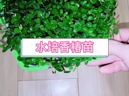 #自己种菜 #种菜小技巧 #土培 #种菜 香椿苗好吃,就是等待时间长