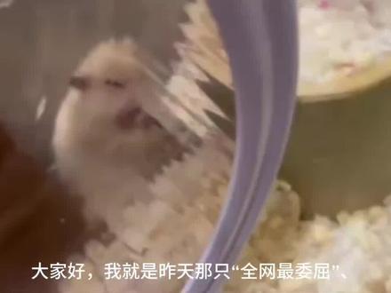 仓鼠被吓哭后续——一只中年鼠的内心独白!#仓鼠 #宠物vlog #宠物 视频最后模仿小猫哈气,配有画面有些吓人请谨慎观看!