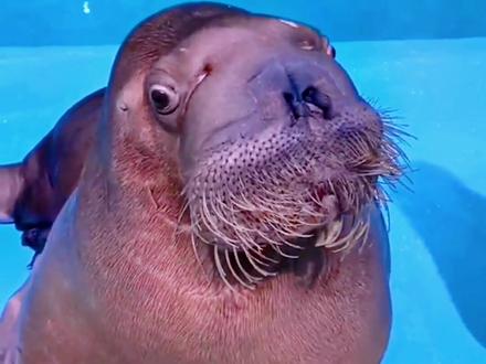 《聪明的海象46》嘟嘟运动减肥跳舞与驯养员逗趣!#海象#嘟嘟#海象嘟嘟