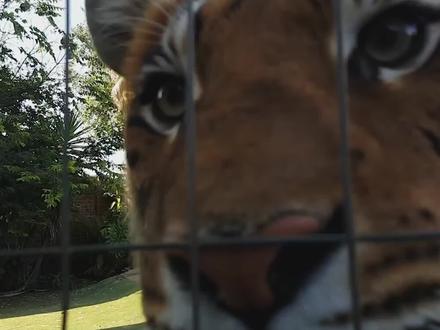 饲养员把刚出生的小奶猫,拿到老虎的嘴边,老虎的举动令人感动!