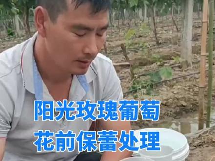 阳光玫瑰葡萄花前保蕾①#阳光玫瑰保果 #阳光玫瑰栽培管理