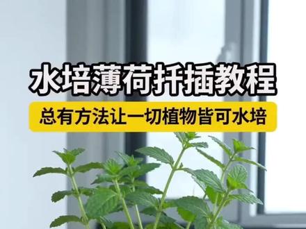 水培薄荷扦插超简单教程,自制 薄荷芽节点极易生根,枝条剪8-12cm,留节点下方 1cm 修剪
入水淹没 2-3 个芽点,单瓶 3-5 根不拥挤
建议 500ml 以上水体
诱根期 3 天换一次水,防止水质发白变质
长根后 2-3 周换水即可
滴点水培营养液,长势翻倍#水培植物 #薄荷 #水培蔬菜 #爱生活爱养花 @抖音小助手